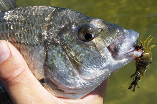 Pylon Fishing With Crab Lures For Bream
