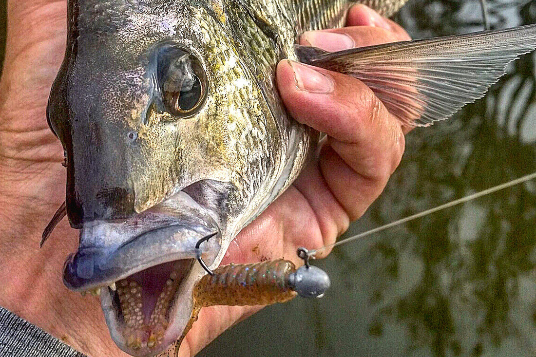 Why Grubs Are A Safe Choice For Bream