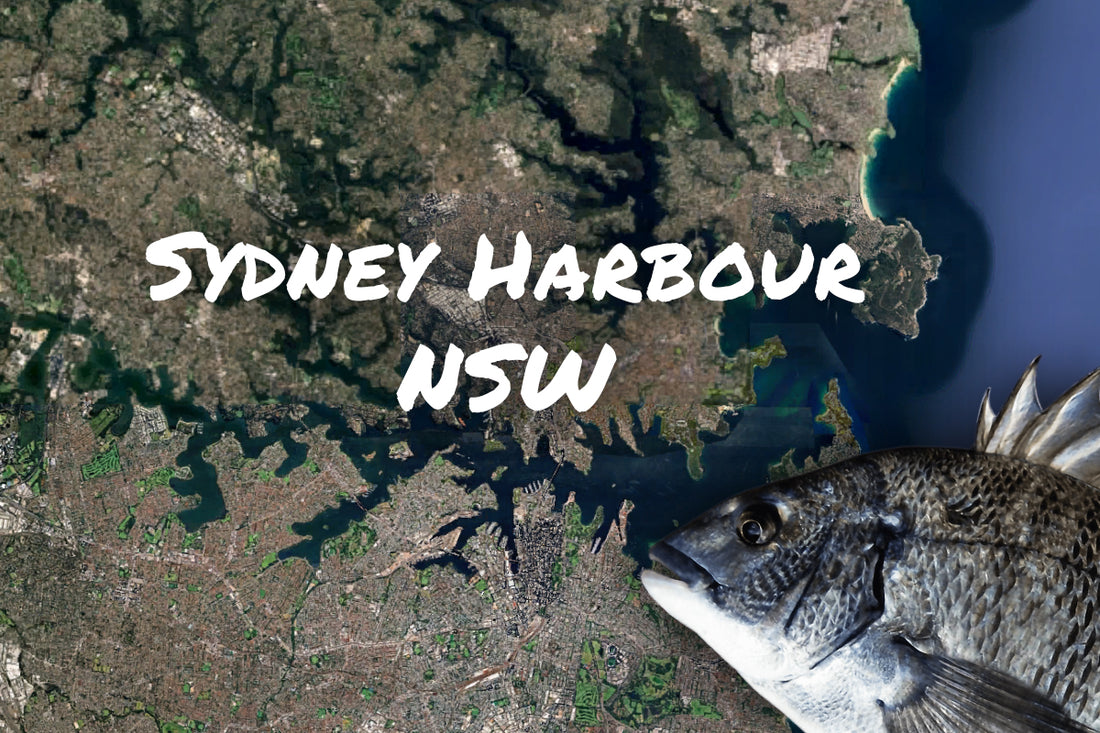 Sydney Harbour Bream Fishing
