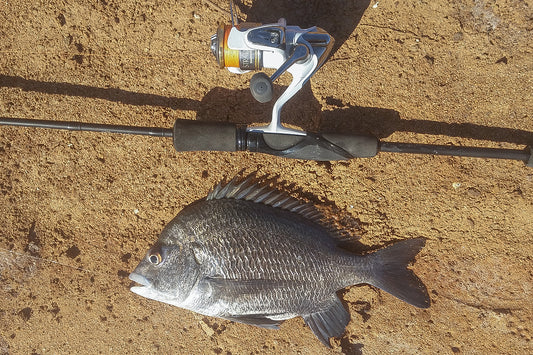 Pikey Bream: Warrior of the Northern Waters