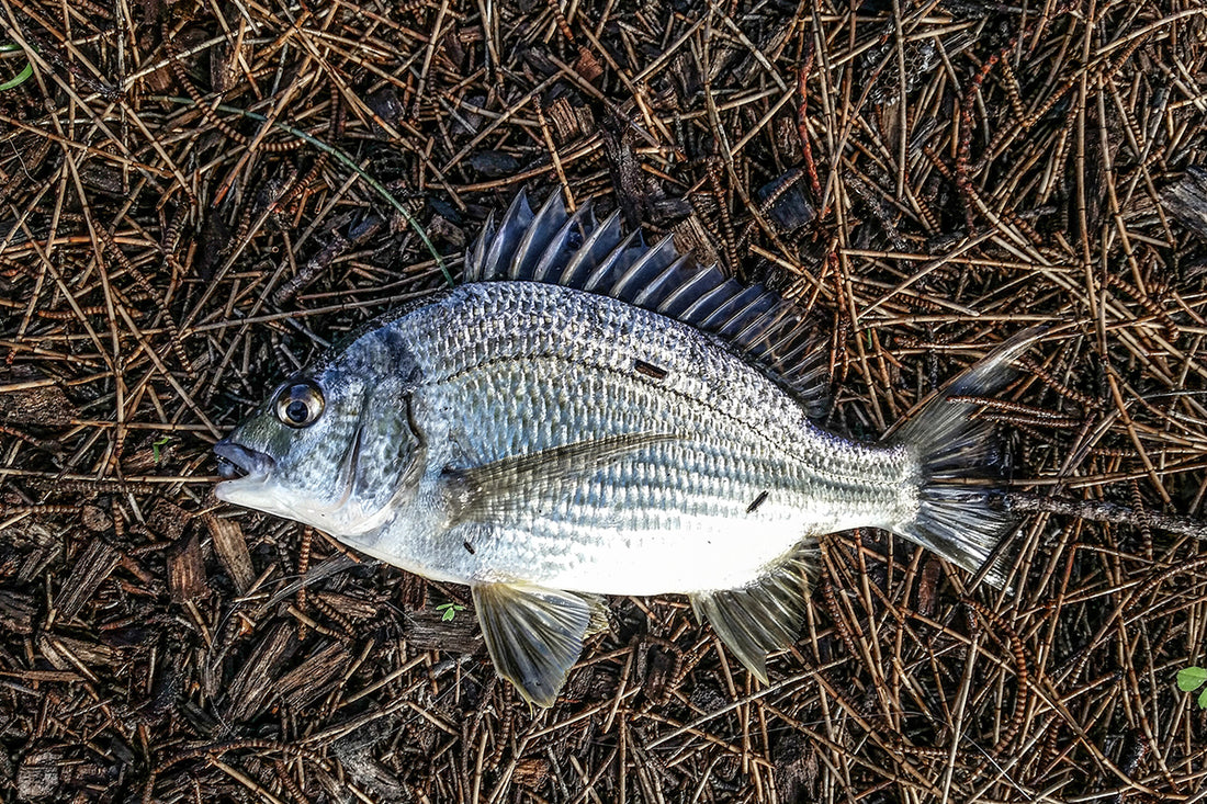 How to Catch Bream: A Complete Guide