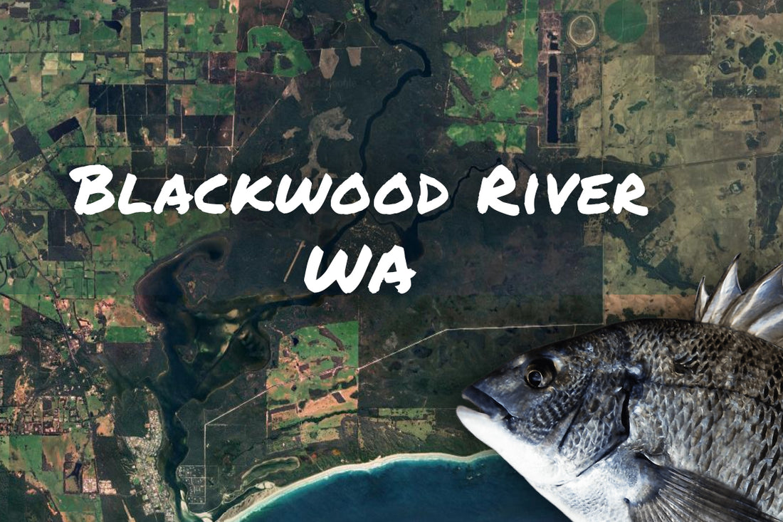 Blackwood River Bream Fishing
