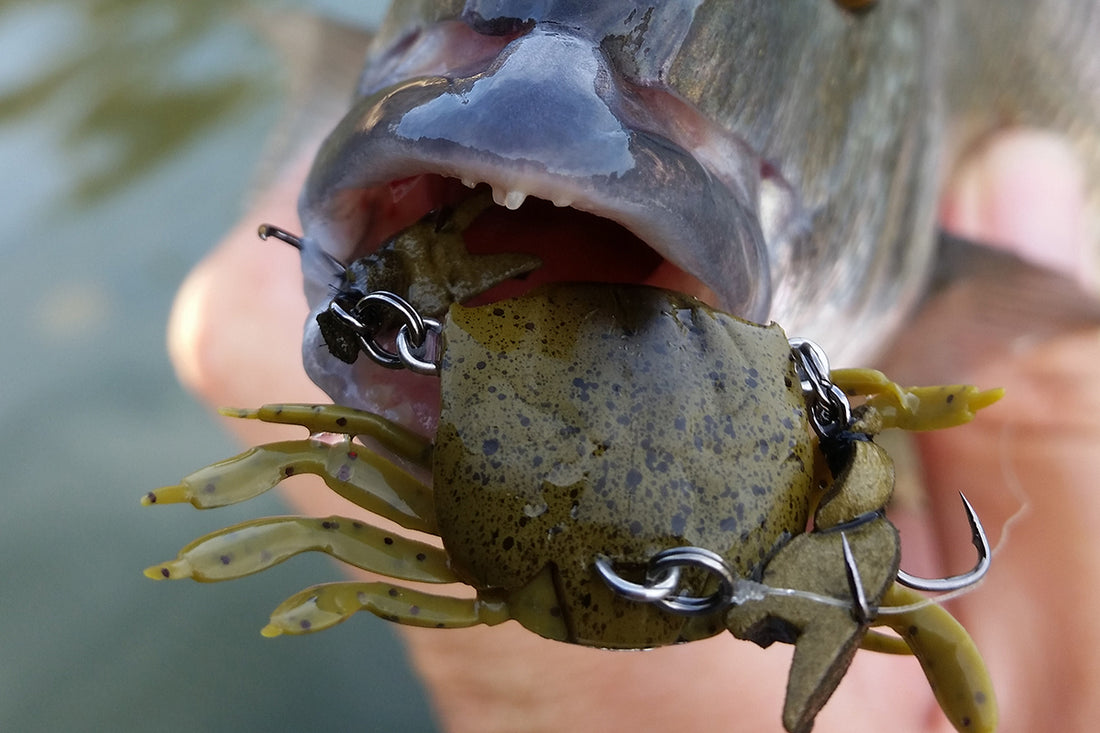 Fishing Crab Lures On Rock Walls For Bream