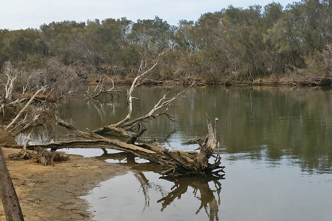 Snag Fishing With Crabs For Bream
