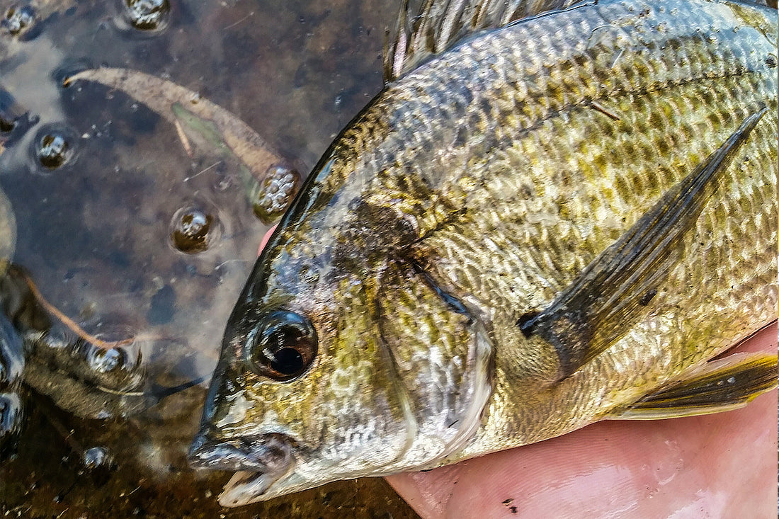 Mastering the Twitch and Pause Technique for Bream With Grubs