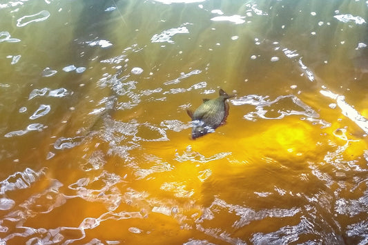 The Lift and Drop Technique for Bream With Grubs