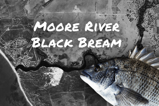 Introduction To Moore River Black Bream