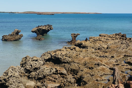 Rock Fishing For Bream With Crab Lures