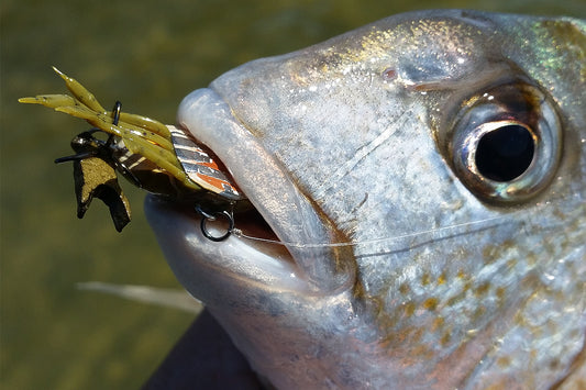Lure Fishing for Tarwhine in Western Australia