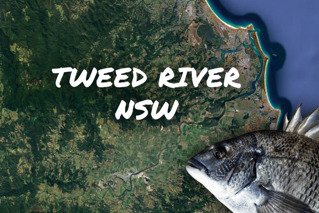 Tweed River NSW Bream Fishing