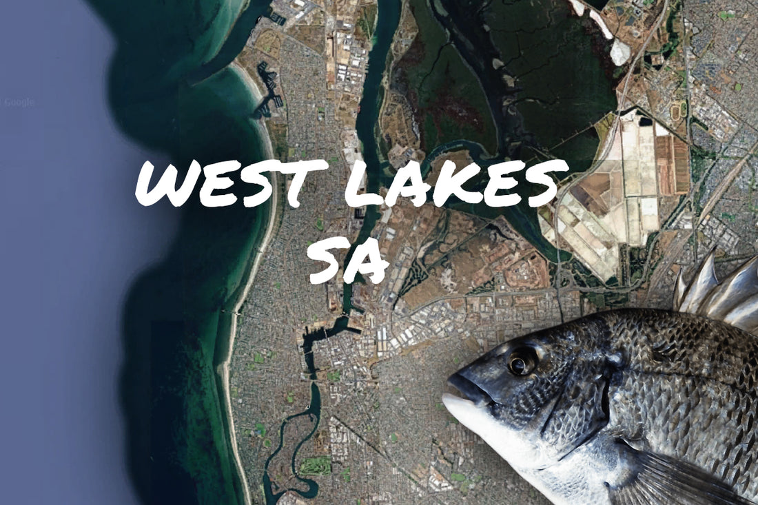 West Lakes South Aus Bream Fishing