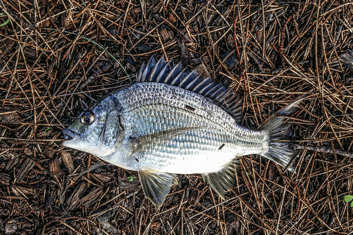 How to Catch Bream: A Complete Guide – Blako