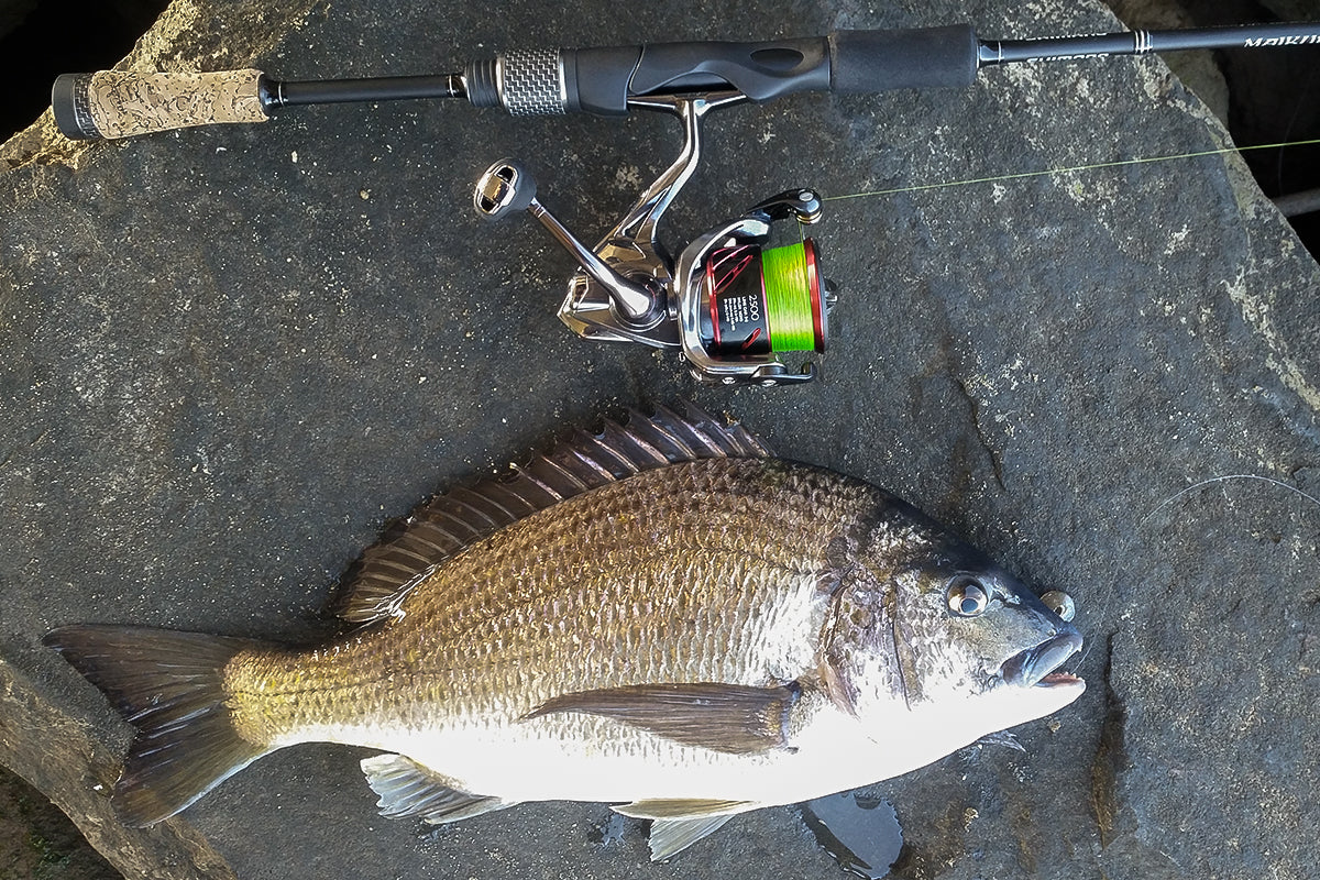 Southern Black Bream: The Trophy of the South