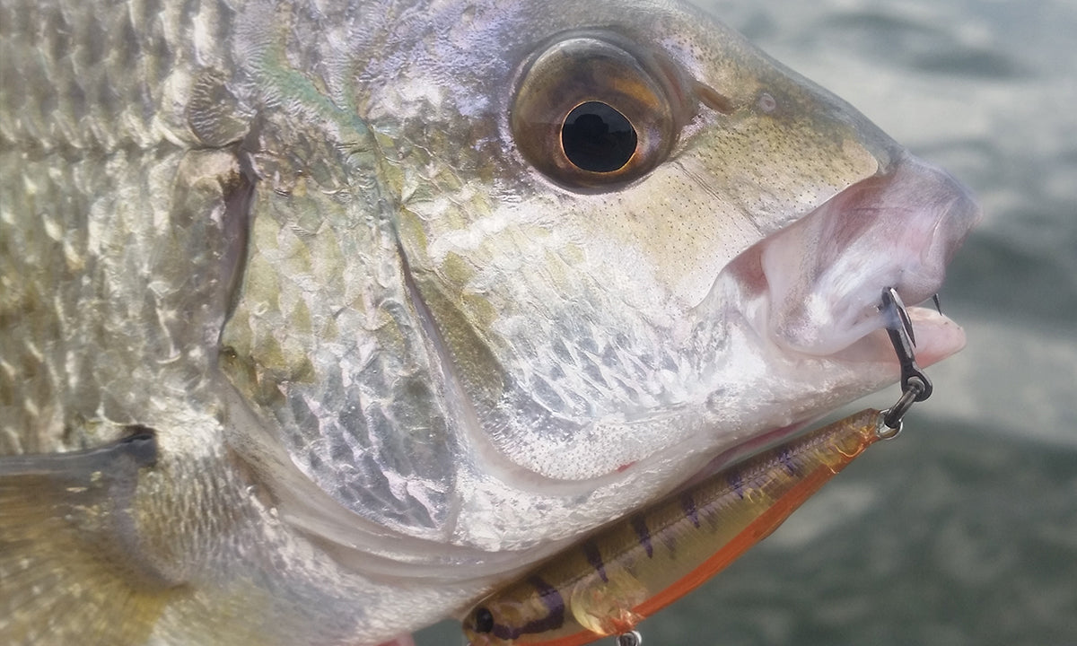 Beginners Guide To Bream Gear