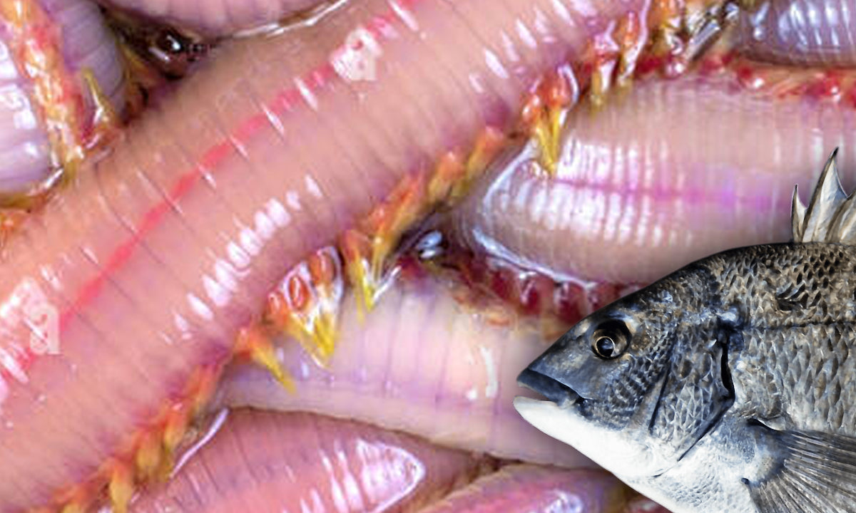 Why Bloodworm Coloured Lures Are Incredibly Effective for Bream