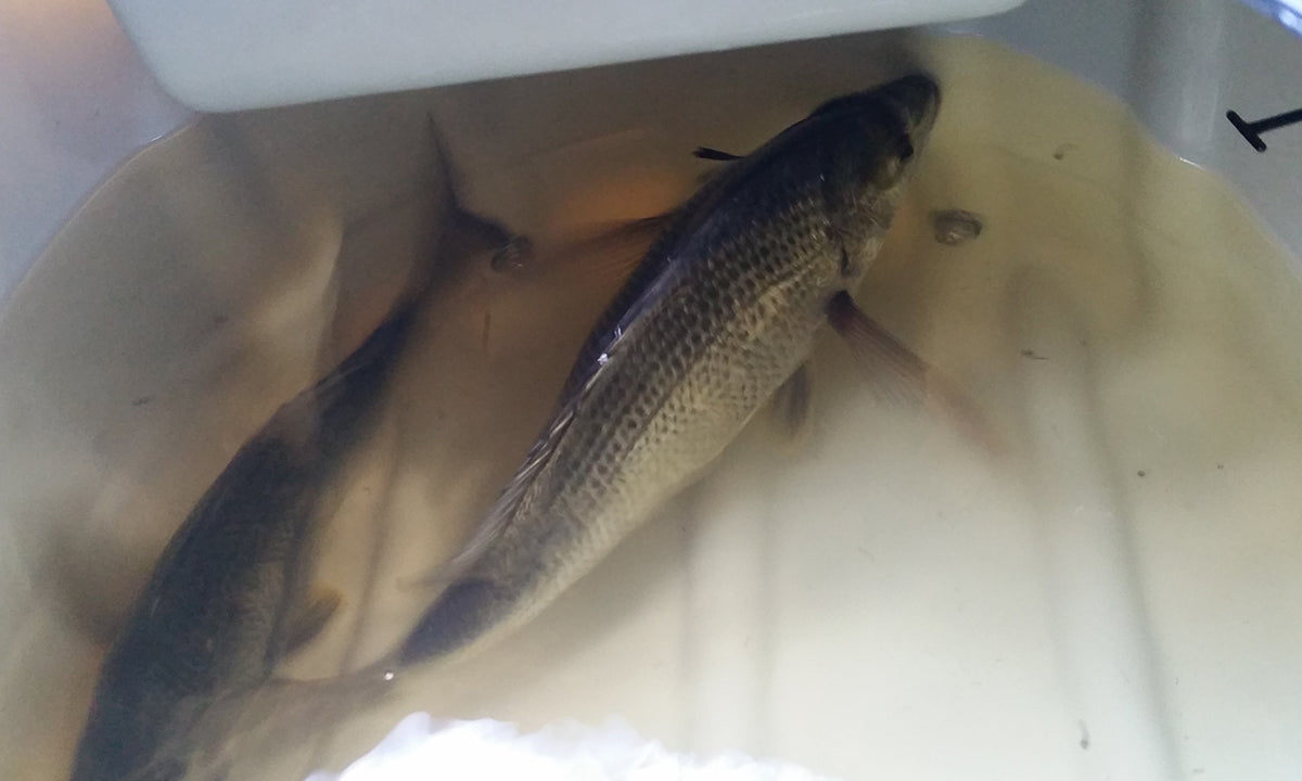 Live well Checks For Bream