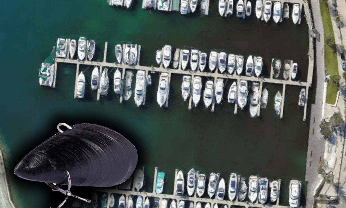 Marina Fishing With Mussels For Bream