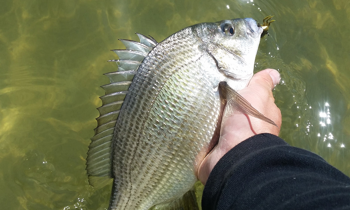 Bream The Species Guide