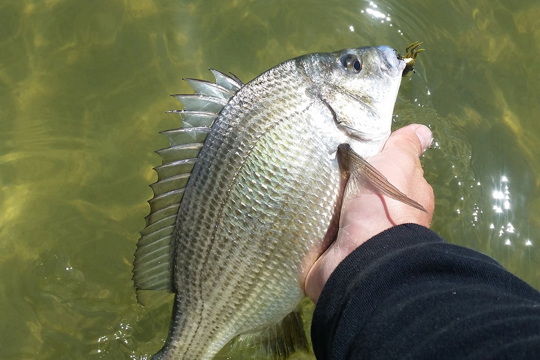 Bream The Species Guide