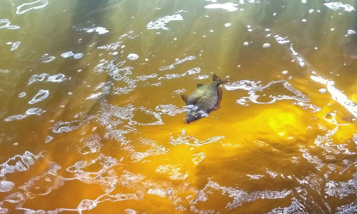 The Lift and Drop Technique for Bream With Grubs