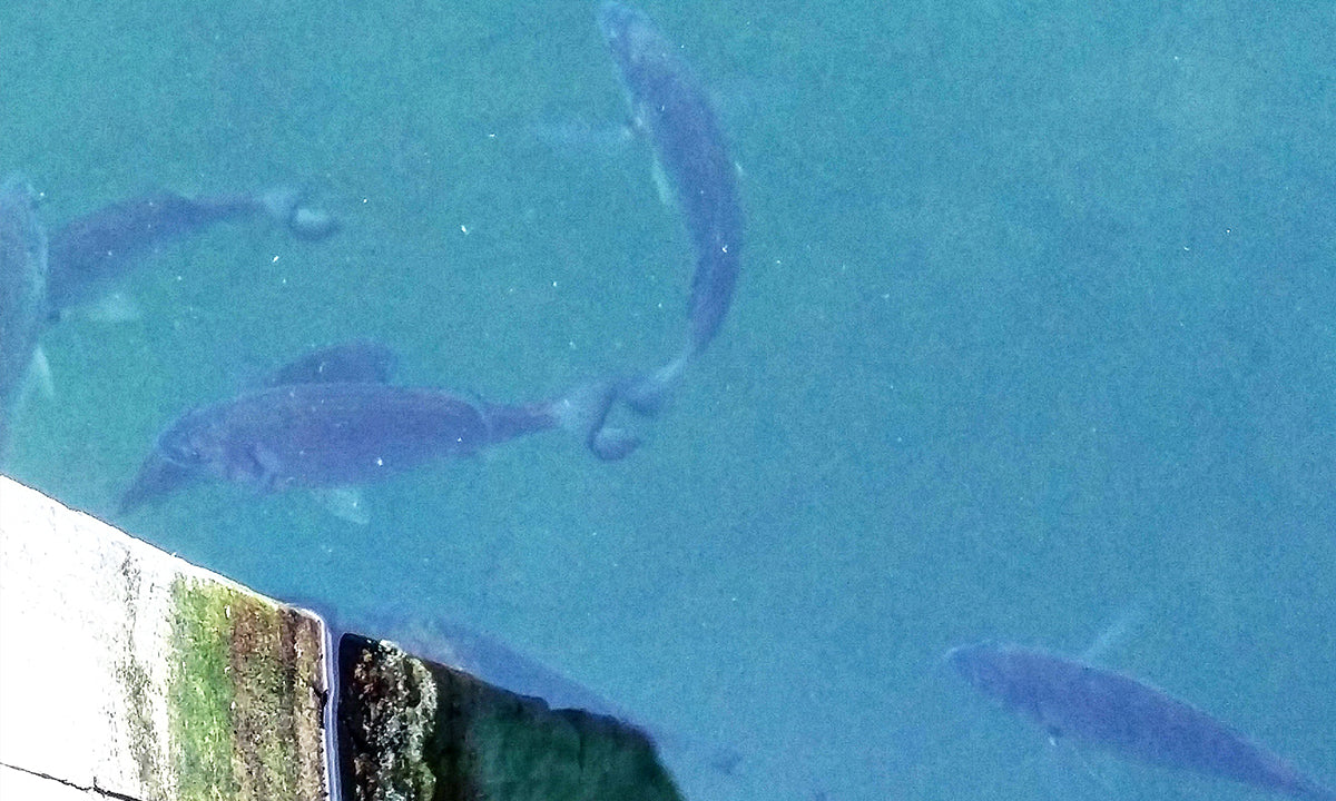 The Art Of Slow Rolling Grubs For Bream