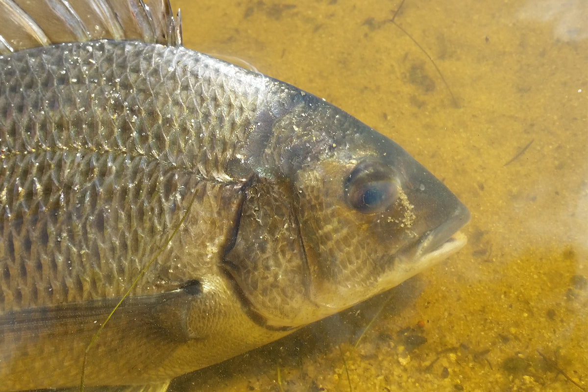 What Bream Eat – Blako