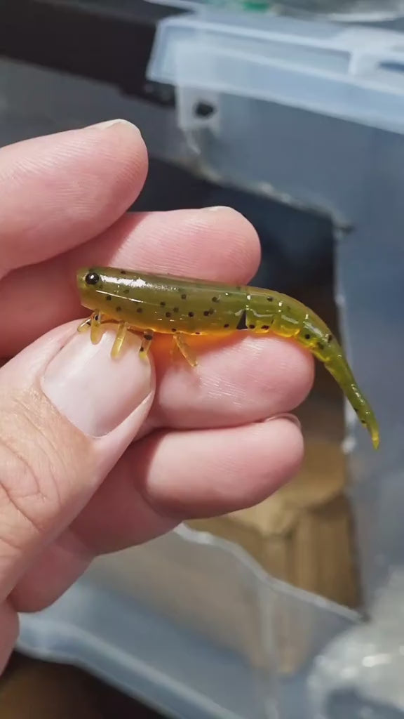 Prawn 60mm (2.36")